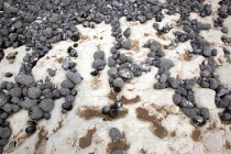 England, East Sussex, Birling Gap, Pebbles of various sizes deposited on chalk shelf by the sea.