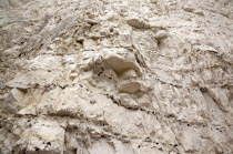 England, East Sussex, Birling Gap, looking up at chalk cliff face showing various strata layers.