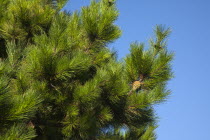 Flora & Fauna, Plants Trees, Detail of pine tree with pine cones visible.