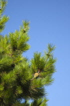 Flora & Fauna, Plants Trees, Detail of pine tree with pine cones visible.