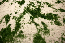 Ireland, County Dublin, Dublin City, Ballsbridge, Lansdowne Road, Aviva Football stadium, Heavily sanded astro turf practice area in the home teams changing facilities.