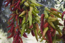 Turkey, Aydin Province, Kusadasi, Strings of brightly coloured chilies drying in late afternoon summer sunshine, changing colur from green to red.  