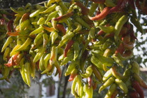 Turkey, Aydin Province, Kusadasi, Strings of brightly coloured chilies hanging up to dry in late afternoon summer sunshine and changing colour from green to red.  