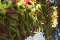 Turkey, Aydin Province, Kusadasi, Strings of chilies hanging up to dry in late afternoon summer sunshine, changing colour from green to red.  