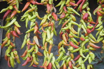 Turkey, Aydin Province, Kusadasi, Strings of brightly coloured chilies hanging up to dry in late afternoon summer sunshine and changing colour from green to red.  