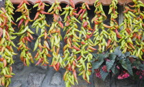 Turkey, Aydin Province, Sirince, Strings of brightly coloured chilies hanging up to dry from roof of house in late afternoon summer sunshine in old town.