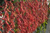 Turkey, Aydin Province, Selcuk, Strings of brightly coloured red chilies hanging up to dry in the late afternoon sunshine on the road from Selcuk to Sirince.