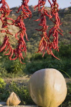 Turkey, Aydin Province, Selcuk, Strings of brightly coloured red chilies hanging up to dry in late afternoon sunshine on the road from Selcuk to Sirince with large gourd in foreground.