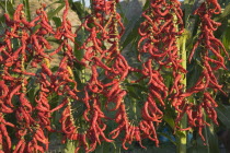 Turkey, Aydin Province, Selcuk, Strings of brightly coloured red and orange chilies hanging up to dry in late afternoon sunshine with sweetcorn growing behind, on the road from Selcuk to Sirince