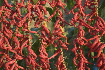 Turkey, Aydin Province, Selcuk, Strings of brightly coloured red chilies hanging up to dry in late afternoon sunshine with sweetcorn growing behind, on the road from Selcuk to Sirince.