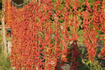 Turkey, Aydin Province, Selcuk, Strings of brightly coloured red and orange chilies hanging up to dry in late afternoon sun on the road from Selcuk to Sirince.