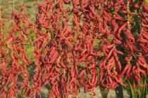 Turkey, Aydin Province, Selcuk, Strings of brightly coloured red chilies hanging up to dry in late afternoon sunshine on the road from Selcuk to Sirince.