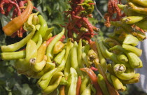 Turkey, Izmir Province, Selcuk, Ephesus, Izmir Province, Chilli peppers hung up to dry.