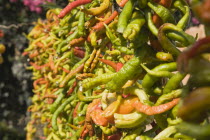 Turkey, Izmir Province, Selcuk, Ephesus, Strings of brightly coloured Capsicum annuum cultivars of chillies hung up to dry in late afternoon summer sun.  