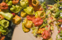 Turkey, Izmir Province, Selcuk, Ephesus, Strings of brightly coloured Capsicum annuum cultivars of chillies hanging up to dry in late afternoon summer sun.  