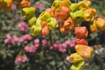 Turkey, Izmir Province, Selcuk, Ephesus, Strings of brightly coloured Capsicum annuum cultivars of chillies hanging up to dry in late afternoon summer sun.  