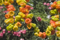 Turkey, Izmir Province, Selcuk, Ephesus, Strings of brightly coloured Capsicum annuum cultivars chillies hanging up to dry in late afternoon summer sun.  