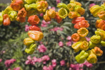 Turkey, Izmir Province, Selcuk, Ephesus, Strings of brightly coloured Capsicum annuum cultivars of chillies hanging up to dry in late afternoon summer sun.  