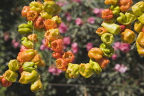 Turkey, Izmir Province, Selcuk, Ephesus, Strings of brightly coloured Capsicum annuum cultivars of chillies hanging up to dry in late afternoon summer sun.  