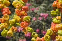 Turkey, Izmir Province, Selcuk, Ephesus, Strings of brightly coloured Capsicum annuum cultivars of chillies hanging up to dry in late afternoon summer sun.