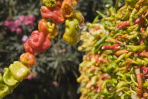 Turkey, Izmir Province, Selcuk, Ephesus, Strings of brightly coloured Capsicum annuum cultivars of chillies hanging up to dry in late afternoon summer sun.