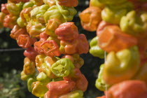 Turkey, Izmir Province, Selcuk, Ephesus, Strings of brightly coloured Capsicum annuum cultivars of chillies hanging up to dry in late afternoon summer sun.