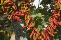 Turkey, Izmir Province, Selcuk, Ephesus, Strings of brightly coloured Capsicum annuum cultivars of chillies hanging up to dry in late afternoon summer sun.