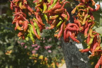 Turkey, Izmir Province, Selcuk, Ephesus, Strings of brightly coloured Capsicum annuum cultivars of chillies hanging up to dry in late afternoon summer sun.