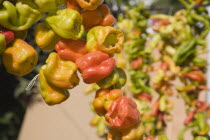 Turkey, Izmir Province, Selcuk, Ephesus, Strings of brightly coloured Capsicum annuum cultivars of chillies hanging up to dry in late afternoon summer sun.