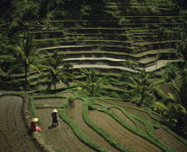 Indonesia, Bali, Ubud, Rice Terraces with workers in the paddies.