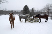USA, New Hampshire, Swanzey, horses feeding on hay in the winter snow.