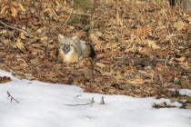 Animals, Foxes, Grey fox in winter, Keene, New Hampshire, USA.