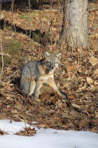 Animals, Foxes, Grey fox in winter, Keene, New Hampshire, USA.