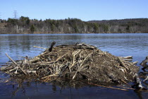 USA, New Hampshire, Hinsdale, Beaver Lodge on the Connecticut River during springtime.