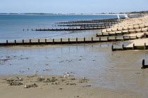 England, West Sussex, Bognor Regis, Wooden groynes at low tide used as sea defences against erosion of the shingle pebble beach.