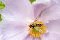 Insects, Fly, Hoverfly, sometimes called flower flies or syrphid flies of the insect family Syrphidae on a pink Japanese anemone or Anemone japonica.