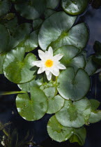 Gardens, Plants, Aquatic, Single white water lily flower of the family Nymphaeaceae in a pond surrounded by leaves floating on the surface.