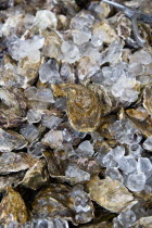 Food, Seafood, Shellfish, Fresh live oysters packed in ice.