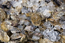 Food, Seafood, Shellfish, Fresh live oysters packed in ice.