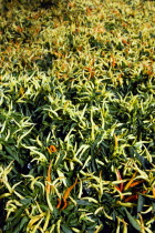 Agriculture, Herbs And Spices, Chillies, Green yellow and ripe red chili peppers growing on plants.