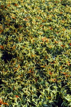 Agriculture, Herbs And Spices, Chillies, Green yellow and ripe red chili peppers growing on plants.