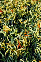 Agriculture, Herbs And Spices, Chillies, Green yellow and ripe red chili peppers growing on plants.