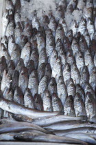 Albania, Tirane, Tirana, Display of sardines for sale in the Avni Rustemi Market.