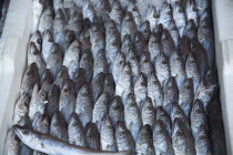 Albania, Tirane, Tirana, Display of sardines for sale in the Avni Rustemi Market.