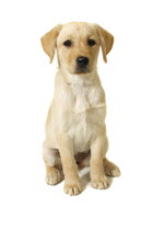 Animals, Dogs, Pets, A female Labrador Retriever puppy.