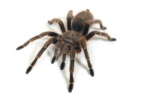 Animals, Arachnid, Spiders, A Chilean Rose Tarantula.