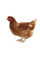 Animals, Poultry, Chicken photographed on a white background.