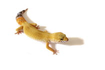 Animals, Reptiles, Lizard, A studio shot of a yellow Gecko.