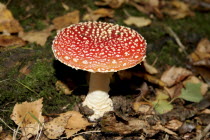 Flora, Fauna, Fungi, Amanita Muscaria, red large wild mushroom.