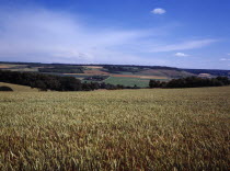 France, Pas de Calais, Agriculture, Wheat fields in agriculture landscape north west of St Omer, blue sky with high windswept white clouds above.